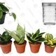 Heart Leaf Philodendron, $9
Ball Mason Jar 8-Ounces, $13
4 Different Snake Plants, $29
